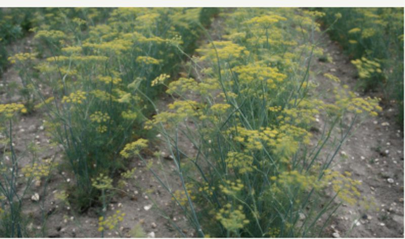 Huile essentielle de Aneth — Anethum graveolens