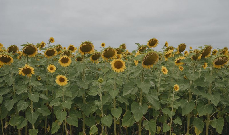 Huile essentielle de Tournesol