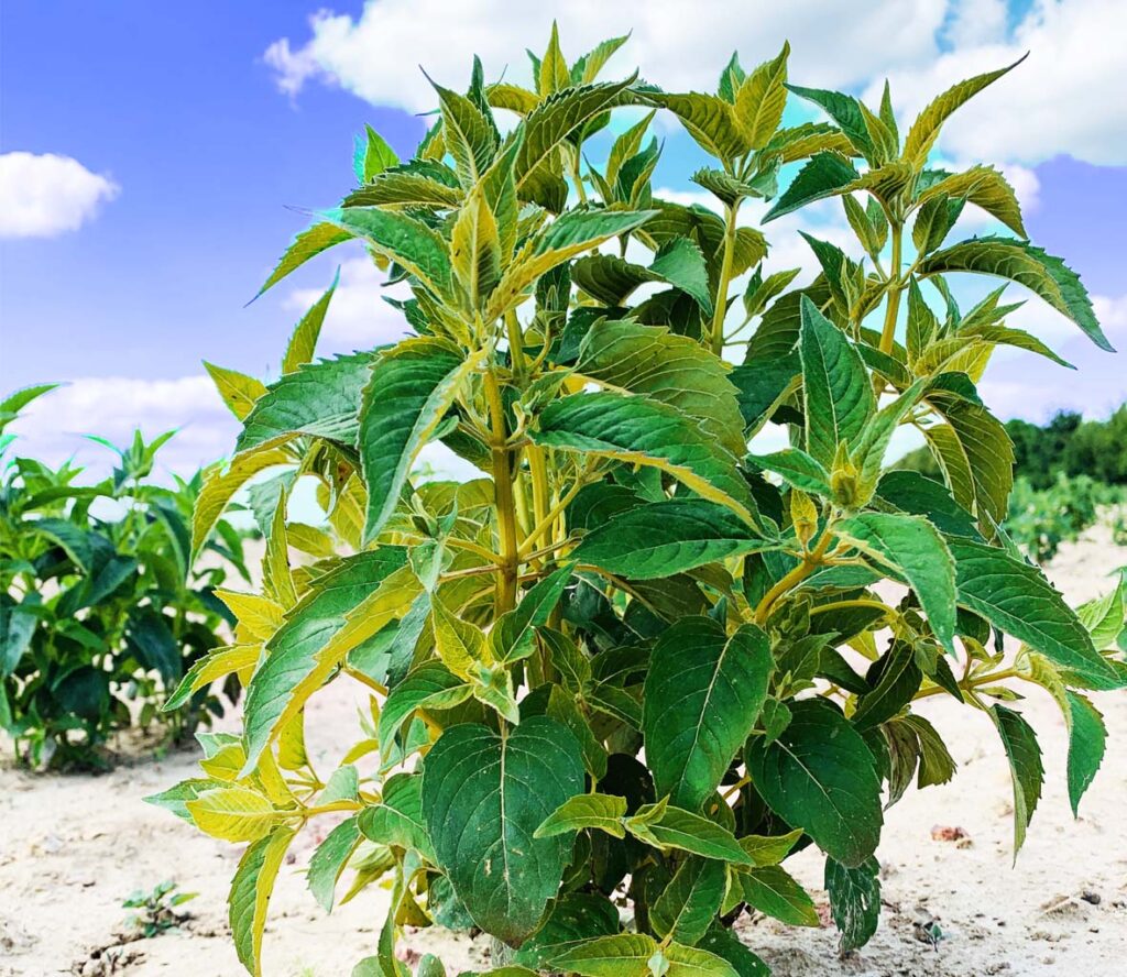 plant de monarde